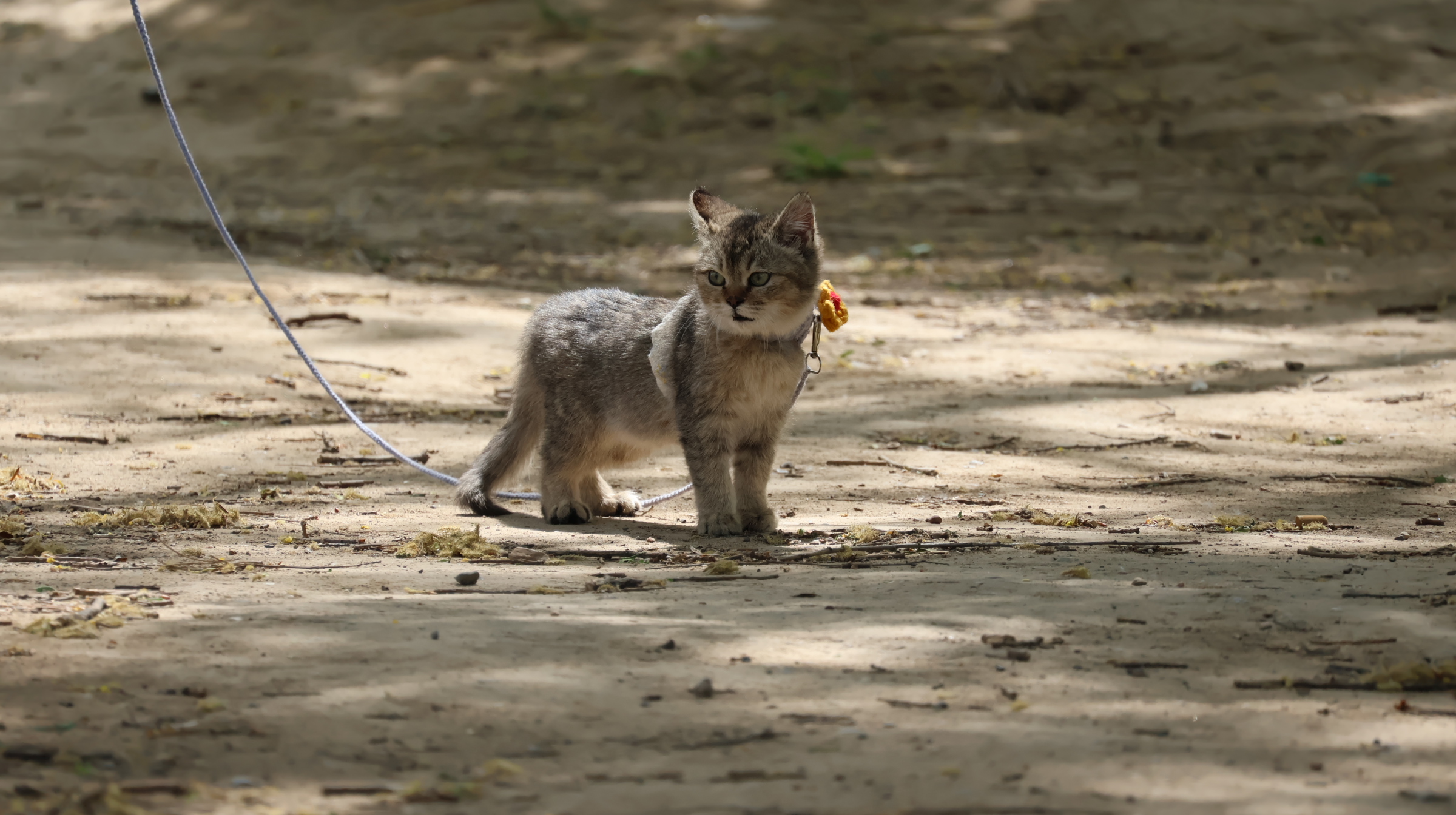 踏春遛猫