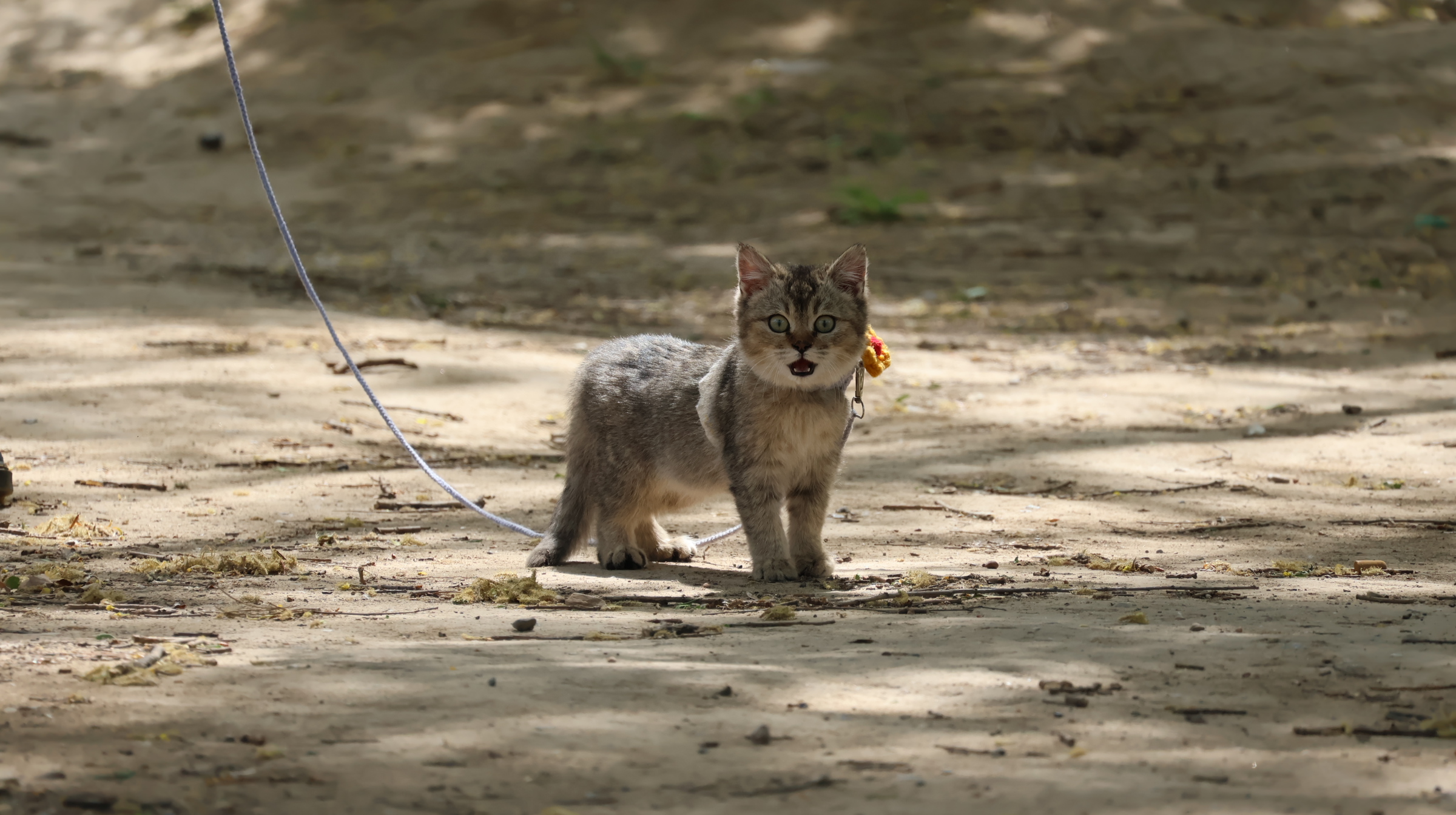 踏春遛猫