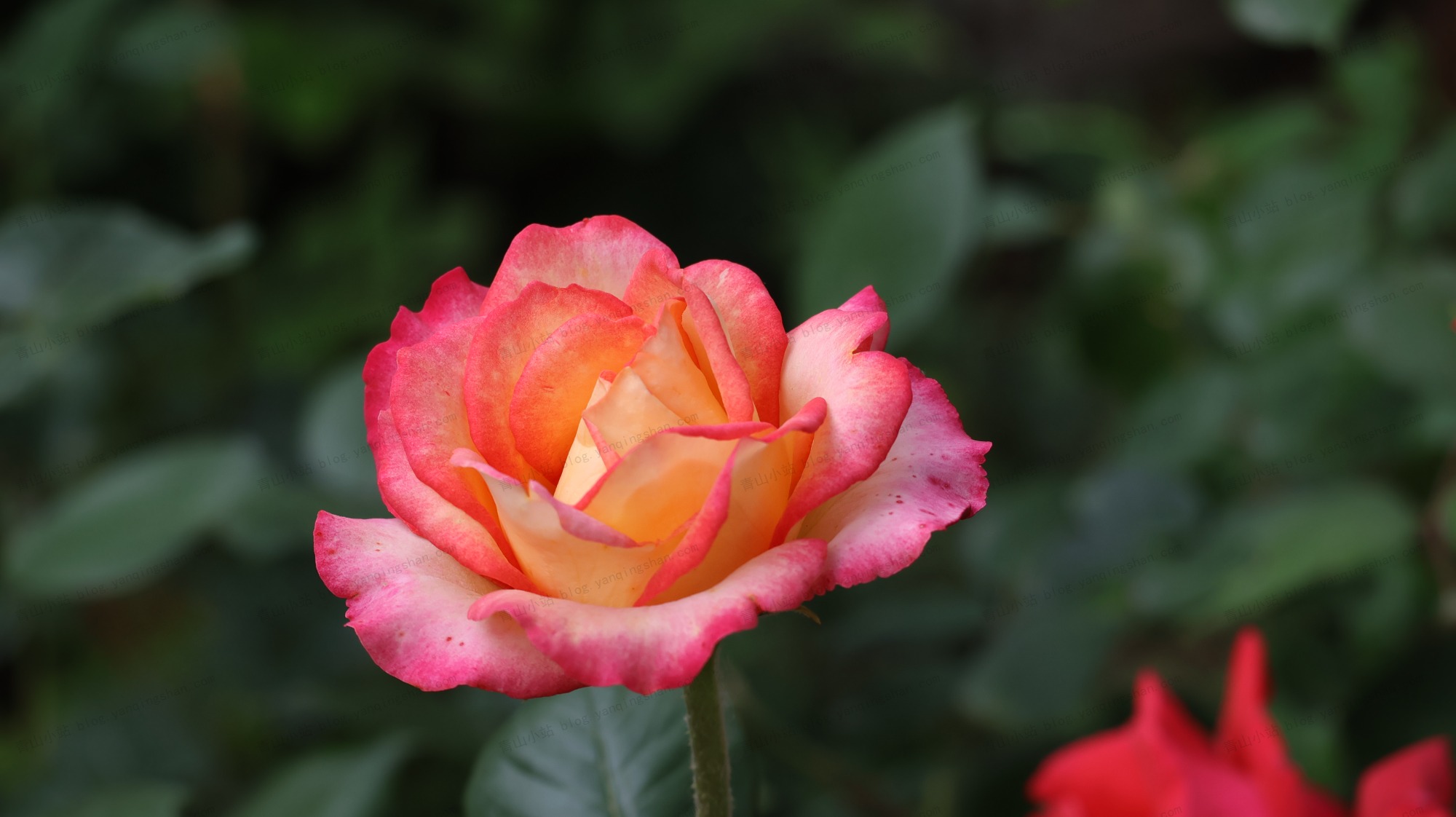 花花